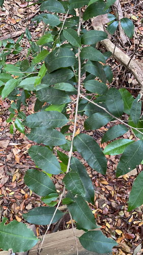 Guiana plum (Drypetes lateriflora)