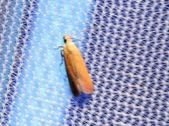 Anacampsis fullonella