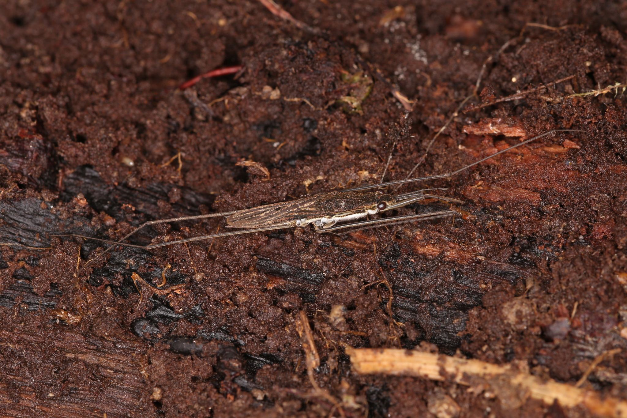 Aquarius paludum (Fabricius, 1794)