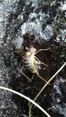 Lluciapomaresius asturiensis