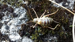 Lluciapomaresius asturiensis