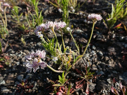 Image of Allium haematochiton by (c) paulexcoff, some rights reserved (CC BY-SA)