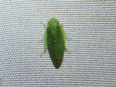 Rugosana