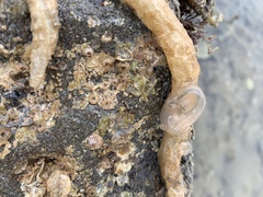 Phlebobranchia