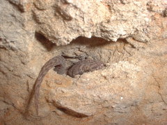 Phyllodactylus reissii