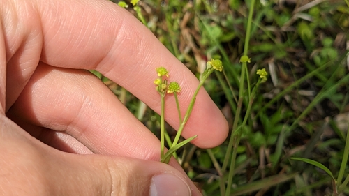 Image of Ranunculus pusillus by (c) Joseph Aubert, some rights reserved (CC BY)