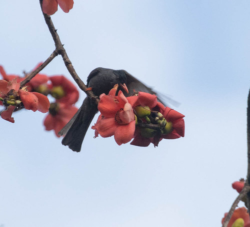 Square-tailed Bulbul (Hypsipetes ganeesa), photo 8
