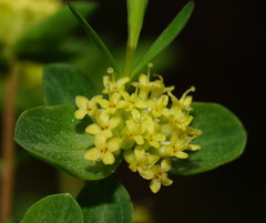 Pimelea flava flava