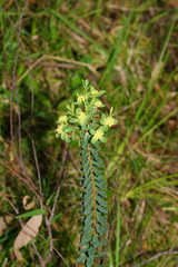 Pimelea flava flava