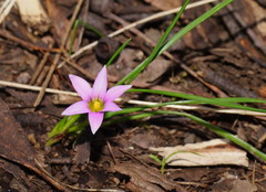 Romulea rosea australis