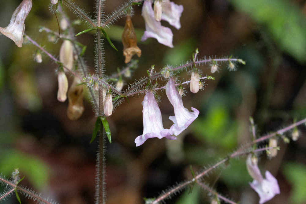 Strobilanthes habracanthoides