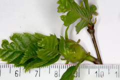 Dryocosmus kuriphilus