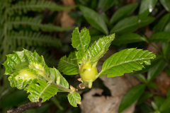 Dryocosmus kuriphilus