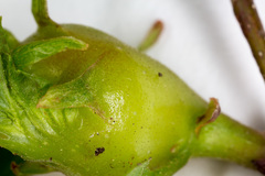 Dryocosmus kuriphilus