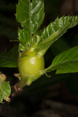 Dryocosmus kuriphilus