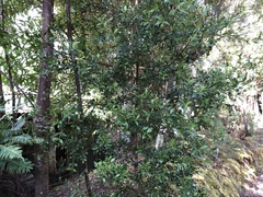 Phyllocladus aspleniifolius