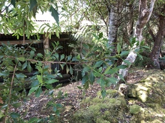 Phyllocladus aspleniifolius