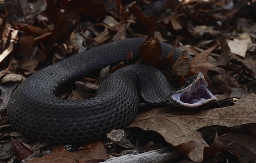 Eastern Hognose Snake