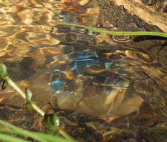 Euastacus yarraensis