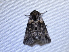 Abrostola microvalis