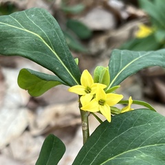 Daphne jezoensis, photograph ITÔ, Hiroki, CC BY, iNaturalist via GBIF