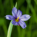 Strict Blue-eyed Grass - Photo (c) Léo-Guy de Repentigny, some rights reserved (CC BY-NC), uploaded by Léo-Guy de Repentigny