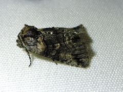 Abrostola microvalis