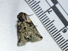 Abrostola microvalis