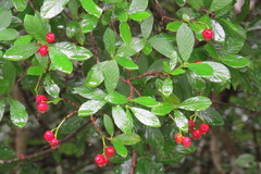 Psychotria erythrocarpa