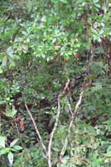 Psychotria erythrocarpa