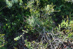 Indigofera sp-aff-platypoda