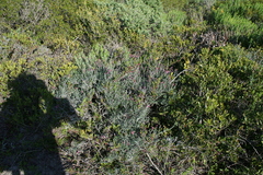 Indigofera sp-aff-platypoda