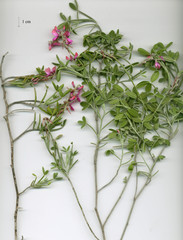Indigofera sp-aff-platypoda