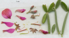 Indigofera sp-aff-platypoda