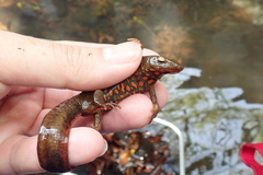 Paramesotriton hongkongensis