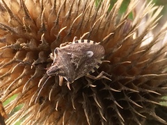 Codophila varia