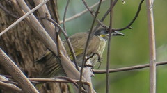 Gavicalis versicolor