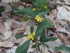 Daphne jezoensis, photograph ITÔ, Hiroki, CC BY, iNaturalist via GBIF
