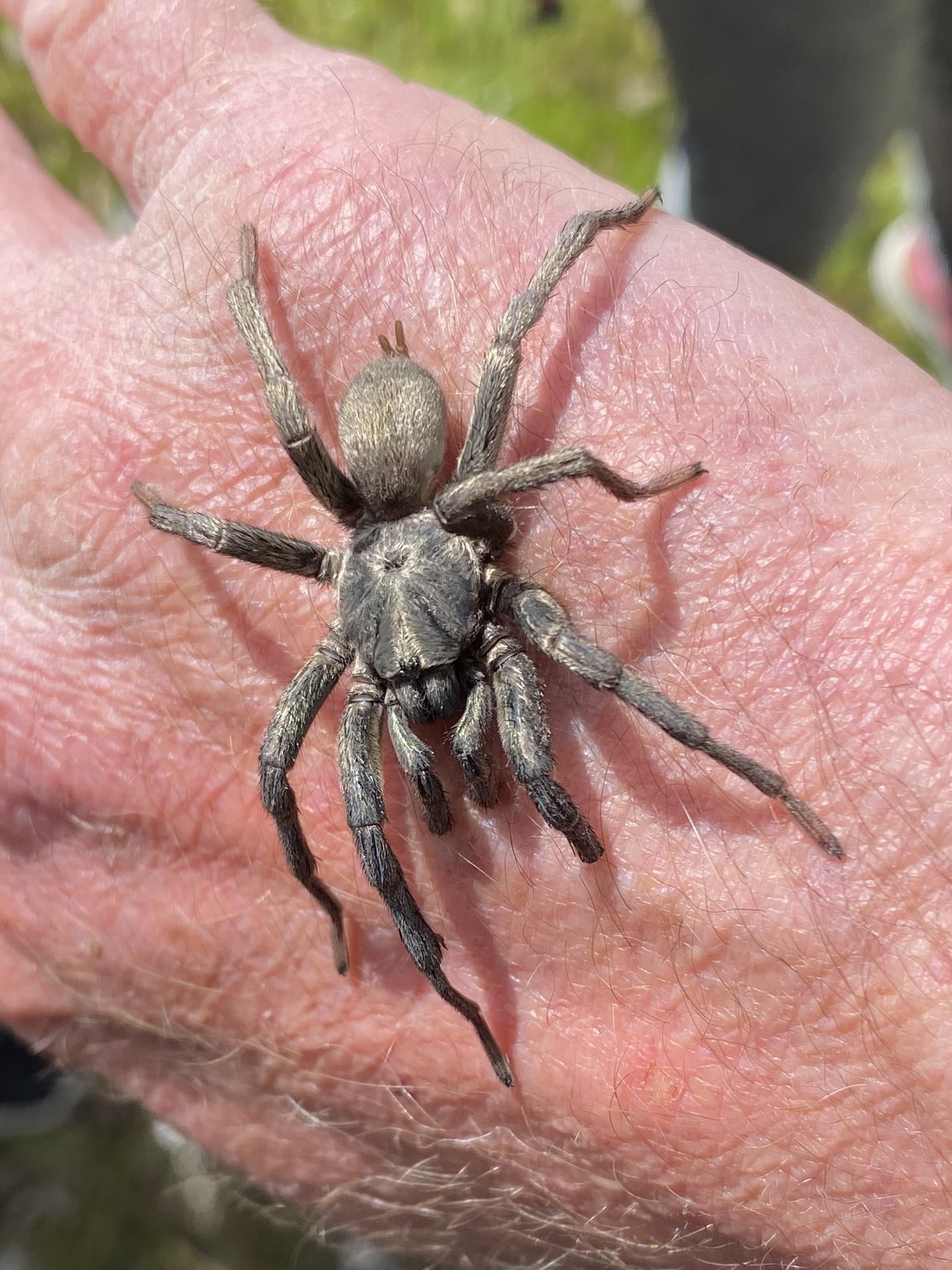 Calisoga longitarsis (Simon, 1891)