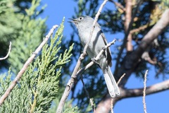 Polioptila nigriceps