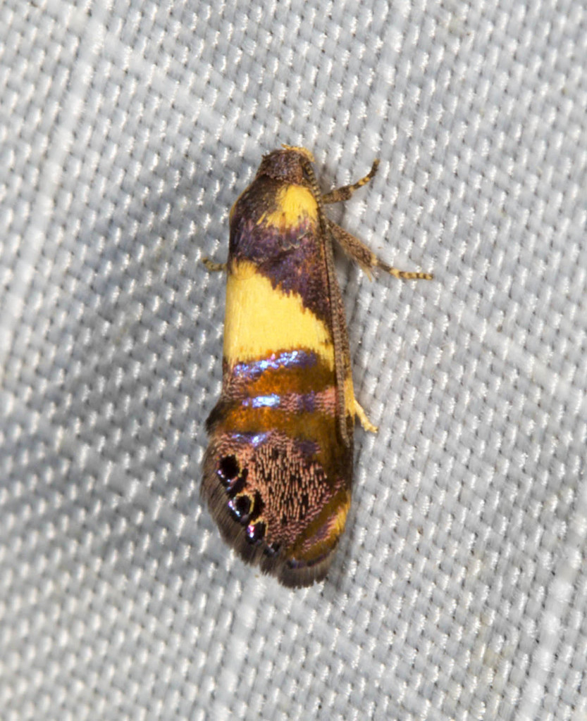 Eupselia tristephana