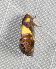 Eupselia tristephana