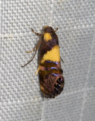 Eupselia tristephana