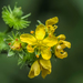 Tall Hairy Agrimony - Photo (c) Léo-Guy de Repentigny, some rights reserved (CC BY-NC), uploaded by Léo-Guy de Repentigny