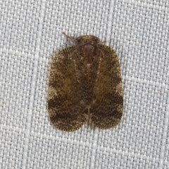 Aprivesa