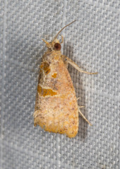 Glyphidoptera insignana