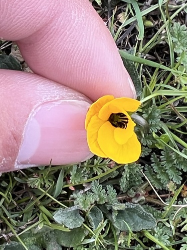 iNaturalist observation photo of California Golden Violet