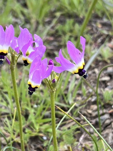 iNaturalist observation photo of Padre's Shooting Star