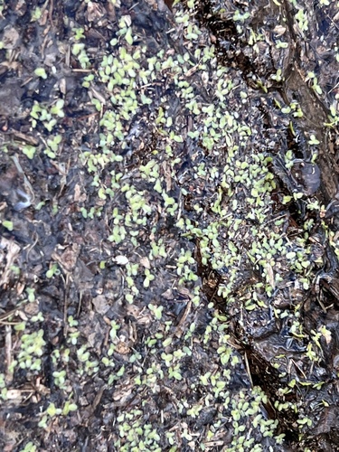 iNaturalist observation photo of Common Duckweed