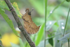 Consul excellens genini